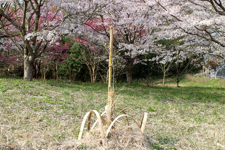 コープふくしまの協力のもと、福島より寄贈された桜の苗木