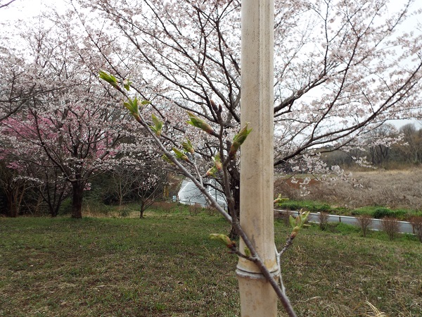 今年も頑張って芽ぶいた「夜の森桜プロジェクト」の桜。